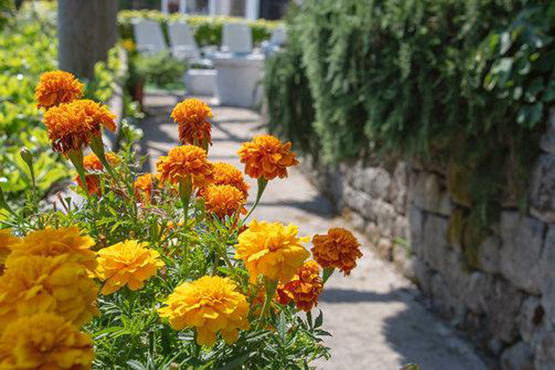 hotel-ischia-bb-casamiccio.jpg